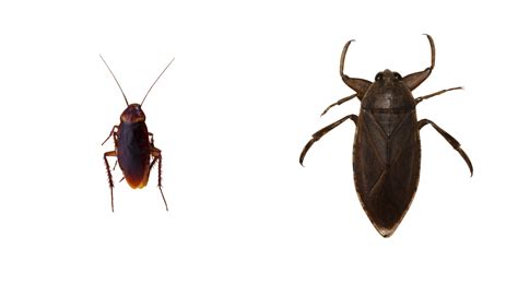 Differences Between Water Bugs and Cockroaches - Alta Pest Control