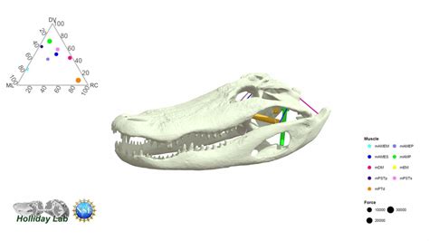 Alligator 3D Jaw Muscle Forces - Download Free 3D model by Holliday Lab ...