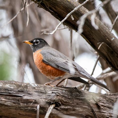 The First Birds of Spring: Which Species Arrive First and Why - BirdWatching