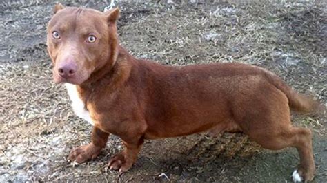 Dachshund/pit bull mix needs home! Unusual dog sparks buzz - TODAY.com