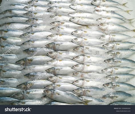 Fish Stack Cod 的图像结果