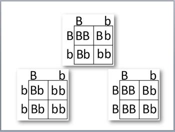 Punnett Squares and Eye Color by Simply Science | TPT