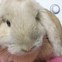 Image result for Baby Dwarf Bunnies