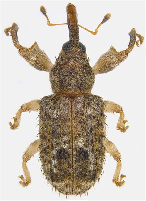 Insect Pests