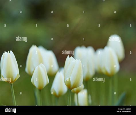 White garden tulips growing in spring with copy space. Didiers tulip ...