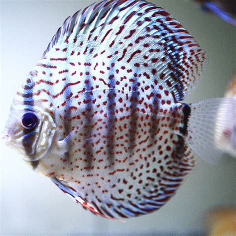 Image result for Red Leopard Discus