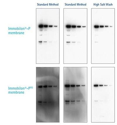Immunodetection