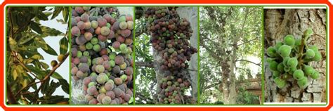 Oudumbara Tree (ఔదుంబర వృక్షం/మేడి చెట్టు) | KeerthiVallabha