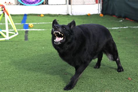 Image result for Behavior Modification Facility