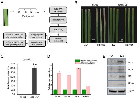 OsNPR1 Enhances Rice Resistance to Xanthomonas oryzae pv. oryzae by ...