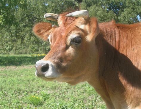 Miniature Jersey Cattle