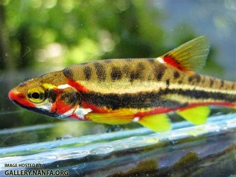 Image result for Native Fish Tank