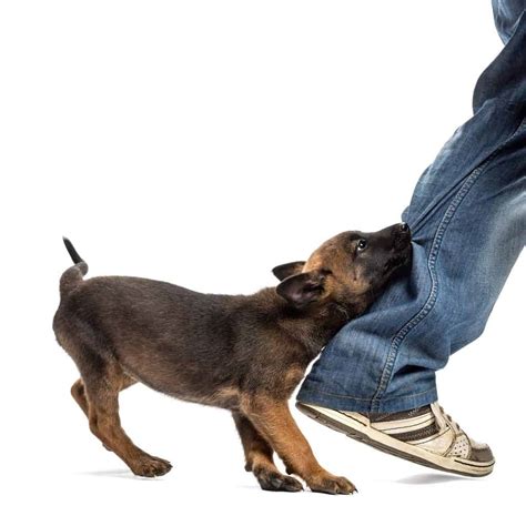 How Long Does A Dog Bite Hurt