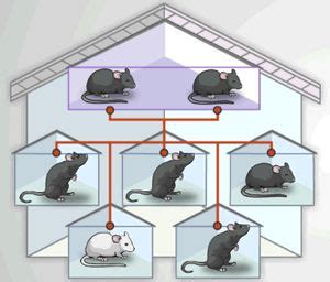 Image result for Mouse Genetics