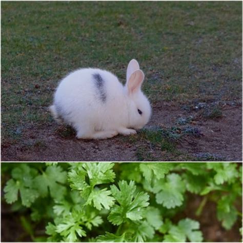 Can Rabbits Eat Cilantro? - Everything Bunnies