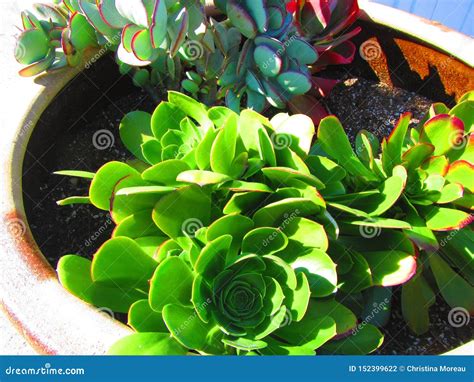 Hens and chicks succulents stock photo. Image of family - 152399622