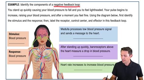 Image result for Negative Feedback Cycle
