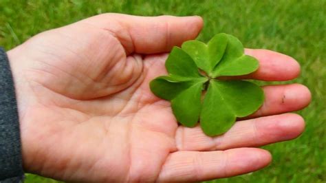 ¿Por qué da buena suerte un trébol de 5 hojas?