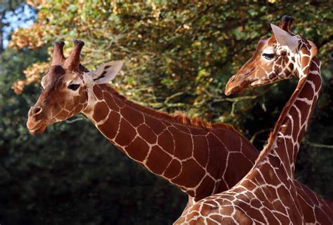 15 Interesting Giraffe Facts