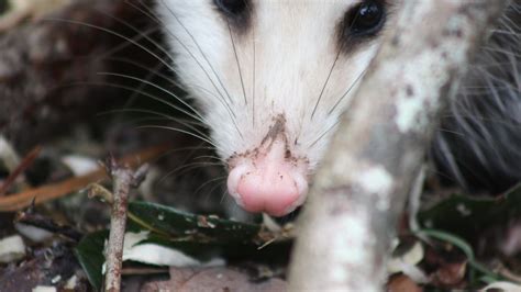 Do A Possum Bite