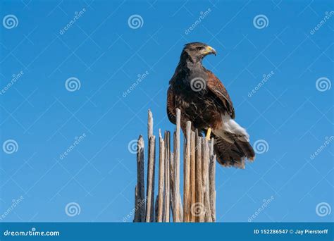 Harris`s Hawk Parabuteo Unicinctus in Sonoran Desert Stock Image - Image of branch, daytime ...