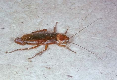 Cockroach Definition 的图像结果