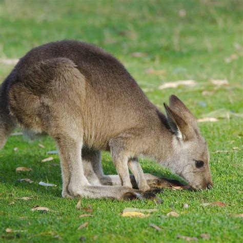 What Does a Kangaroo Eat? - Factopolis