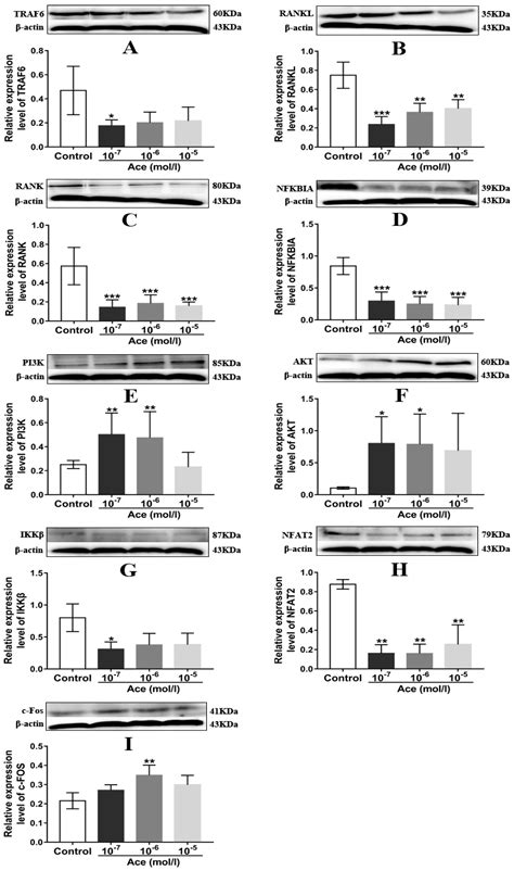 Protective Effect of Acteoside on Ovariectomy-Induced Bone Loss in Mice