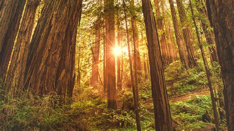 California’s Giant Redwoods: Muir Woods vs. Armstrong Redwoods ...