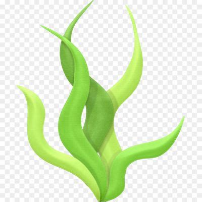 Algae PNG Isolated Pic - Pngsource