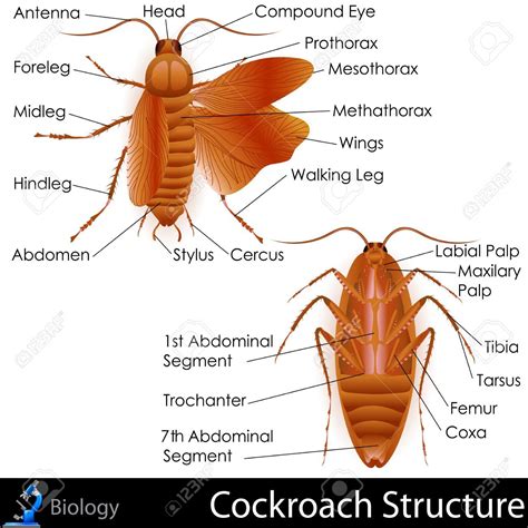 Parts Of Cockroach Leg at Rose Thyer blog