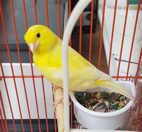 How Long Can a Canary Go Without Food And Water? - Animal World Facts