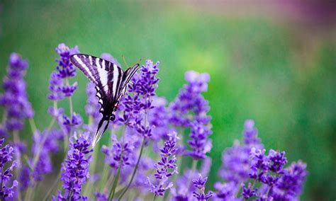 The 15 Best Things to do in Seattle in March (2025) – Wandering Wheatleys