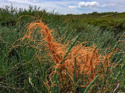 Plants That Live Without Photosynthesis