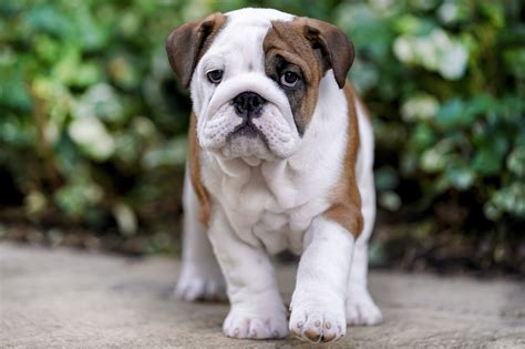 Puppyhood: What to Expect at 11 to 12 Weeks | Dog Ownership | Wag!