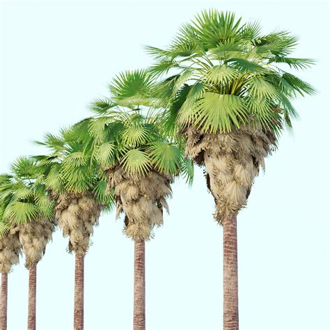 Washingtonia Filifera Palm Collection Vol 55 Model - TurboSquid 1957061