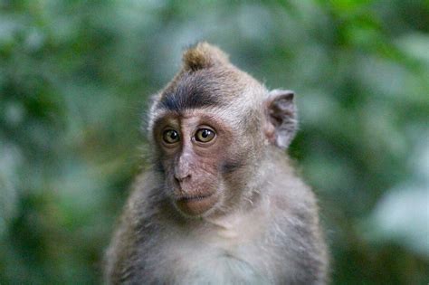 BALIHOLIDAYSPOT (2026) All You Need to Know BEFORE You Go (with Reviews ...