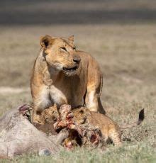 7 Days Kenya Classic Highlights and Cultural Safari Tour | samburu ...