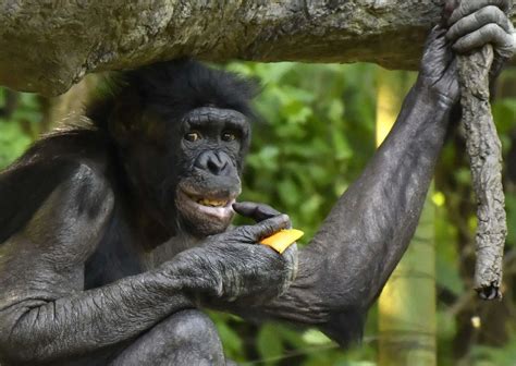 Bonobo Behavior - AnimalBehaviorCorner
