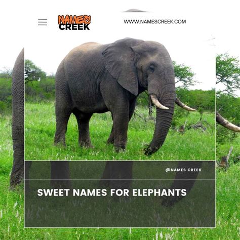 160 Funny Elephant Names : Get Ready To Laugh Out Loud! (With Generator) - cute names for elephants
