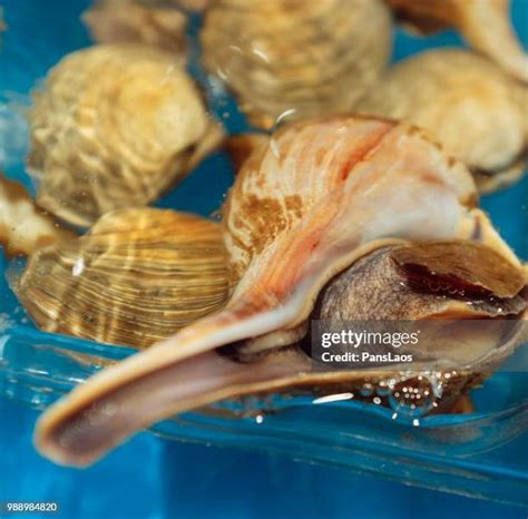 Image result for Conch Shell Food