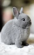 Image result for Fluffy Rabbit Babie Lots