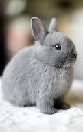 Image result for Cute Fluffy Baby Bunnies