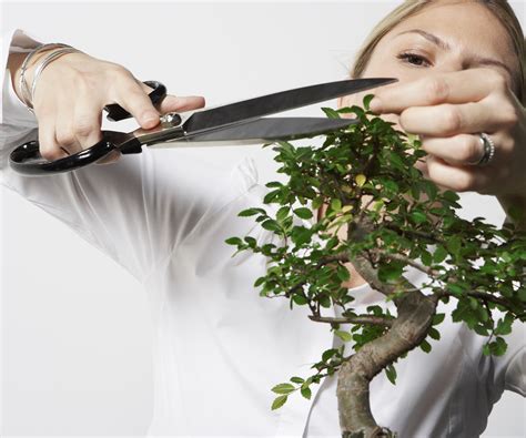 How to care for a bonsai tree: expert tips for growing | Homes and Gardens