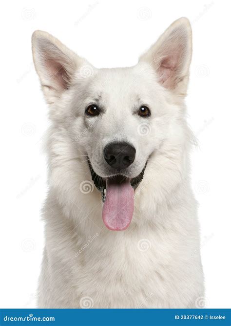 Close-up of Canadian Shepherd Dog, 1 Year Old Stock Photo - Image of ...