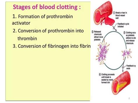 Mechanisms of coagulation B.pharmacy 2 semester | PPTX