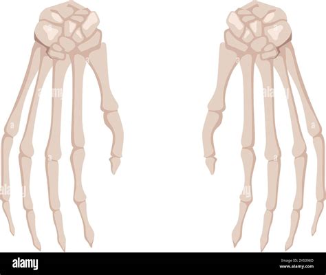 Palm bones. Skeleton hands. Arm anatomy illustration Stock Vector Image & Art - Alamy