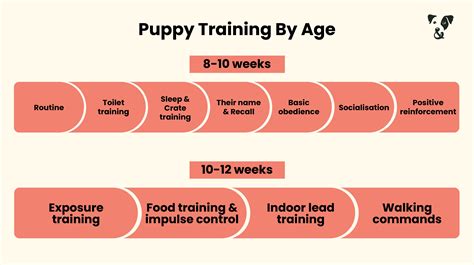 Puppy training schedule: By age | Pooch & Mutt