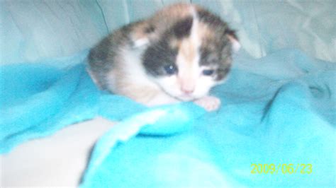 Wunderschöne BKH Katzenbabys in Zirndorf | Tiere | Kleinanzeigen