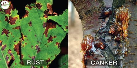 Homemade Remedies for Plant Disease - Rust and Bacterial Canker ...